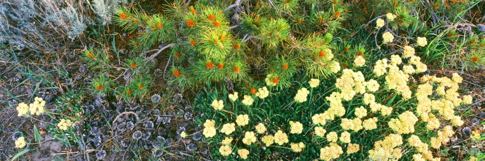 Lodgepole Pine bough with new cone formation overseas Sulphurflower Buckwheat in bloom Grand Teton National Park Wyoming USA Canvas Art - Panoramic Images (36 x 12)