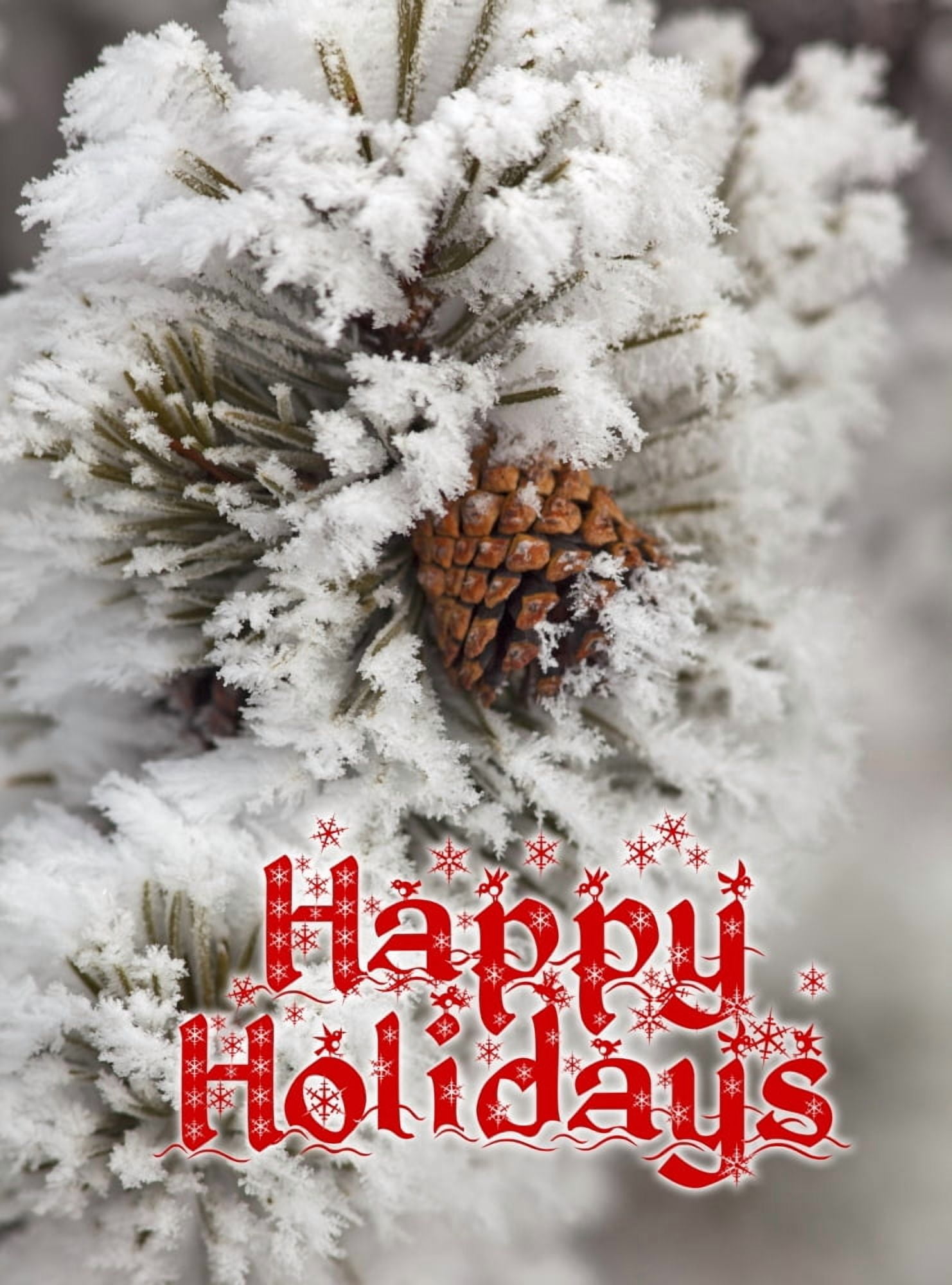 Lodgepole Pine cone in winter in Yellowstone National Park Canvas Art - Chuck Haney Danita Delimont (12 x 16)