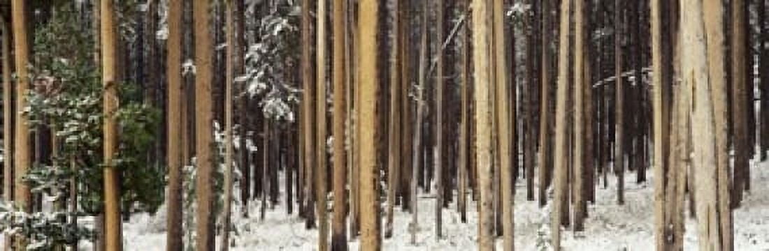 Lodgepole Pines and Snow Grand Teton National Park WY Canvas Art - Panoramic Images (18 x 6)