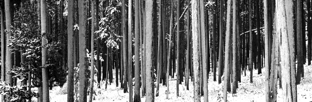 Lodgepole Pines and Snow Grand Teton National Park WY Canvas Art - Panoramic Images (6 x 18)