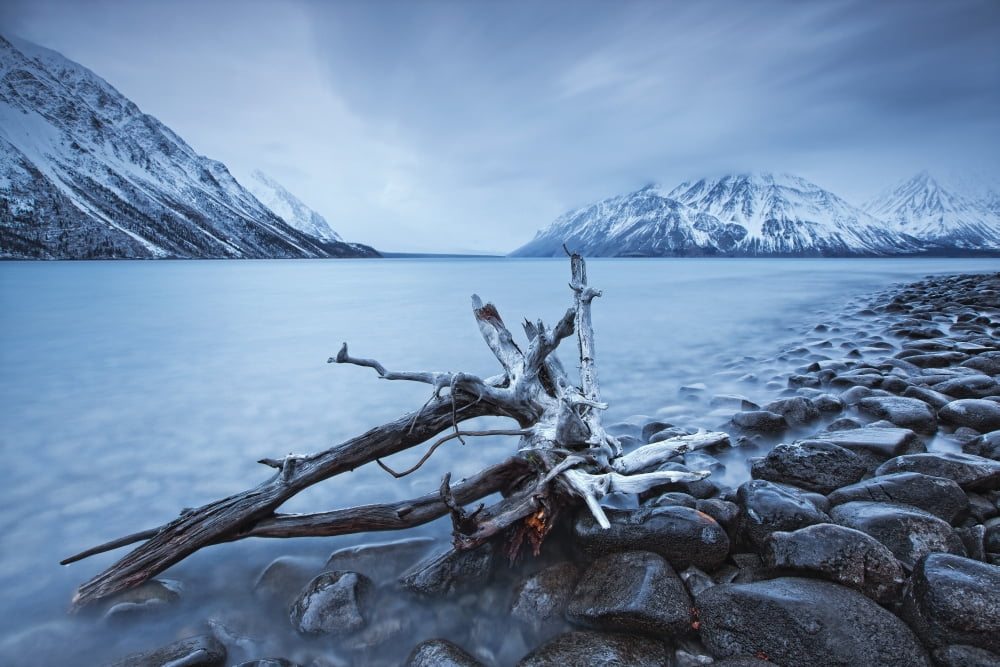 Log Along The Shores Of Kathleen Lake Kluane National Park Yukon Canvas Art - Robert Postma Design Pics (17 x 11)
