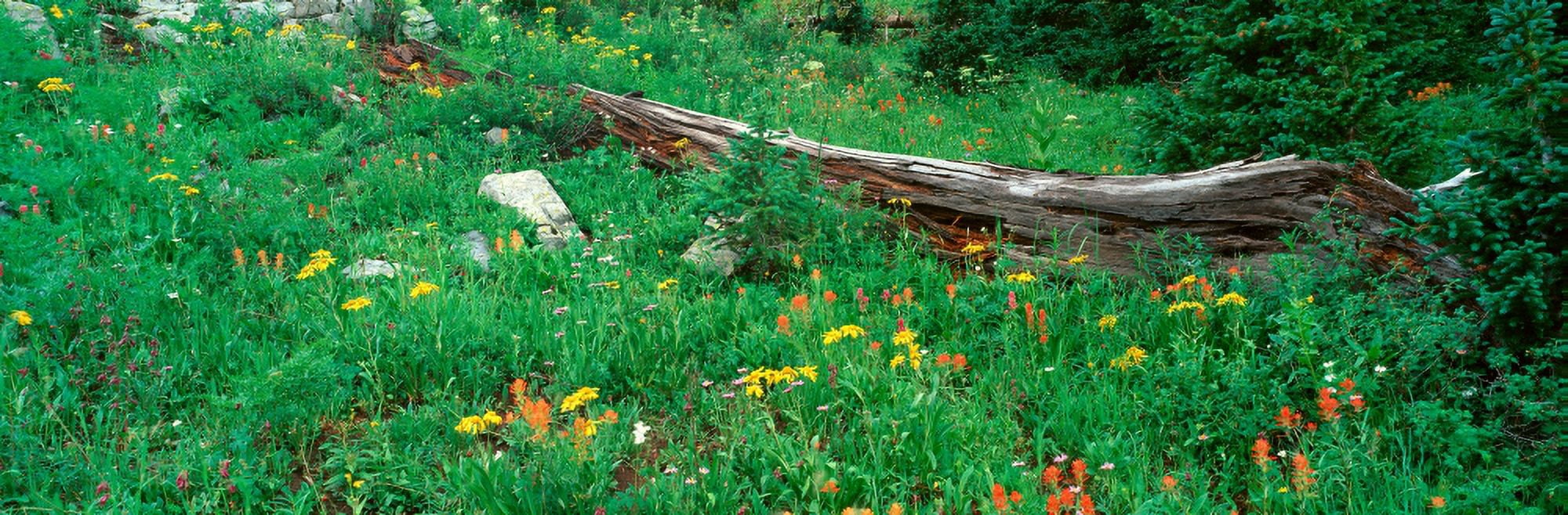 Log Amid Alpine Flowers Ouray Colorado Canvas Art - Panoramic Images (27 x 9)