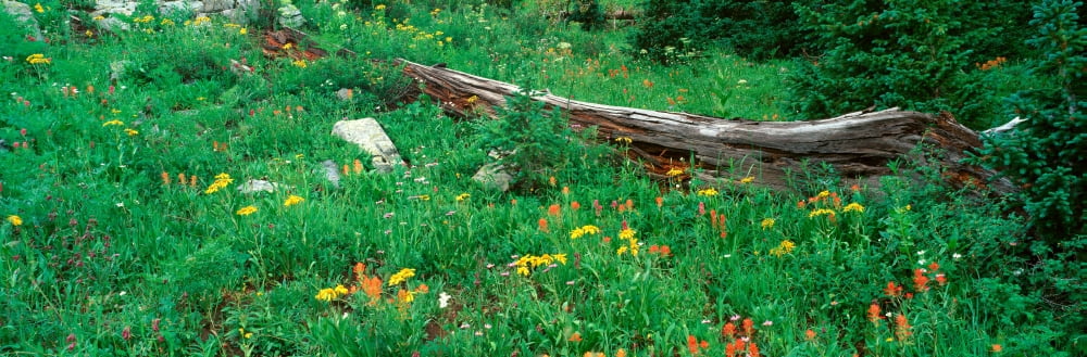 Log Amid Alpine Flowers Ouray Colorado Canvas Art - Panoramic Images (36 x 12)