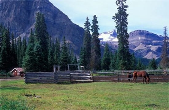 Log Cabin Horse and Corral Banff National Park Alberta Canada Canvas Art - Janis Miglavs DanitaDelimont (18 x 12)