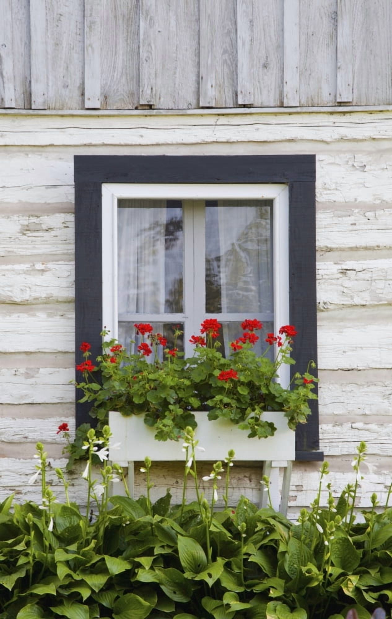 Log Home And Flower Box In The Window Iron Hill Quebec Canada Canvas Art - David Chapman Design Pics (24 x 38)