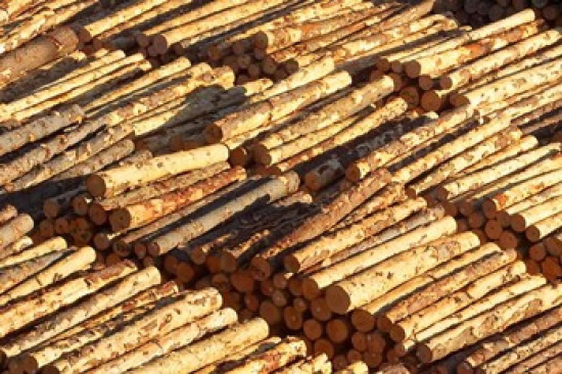 Log Stacks Marlborough Sounds South Island New Zealand Canvas Art - David Wall DanitaDelimont (35 x 24)
