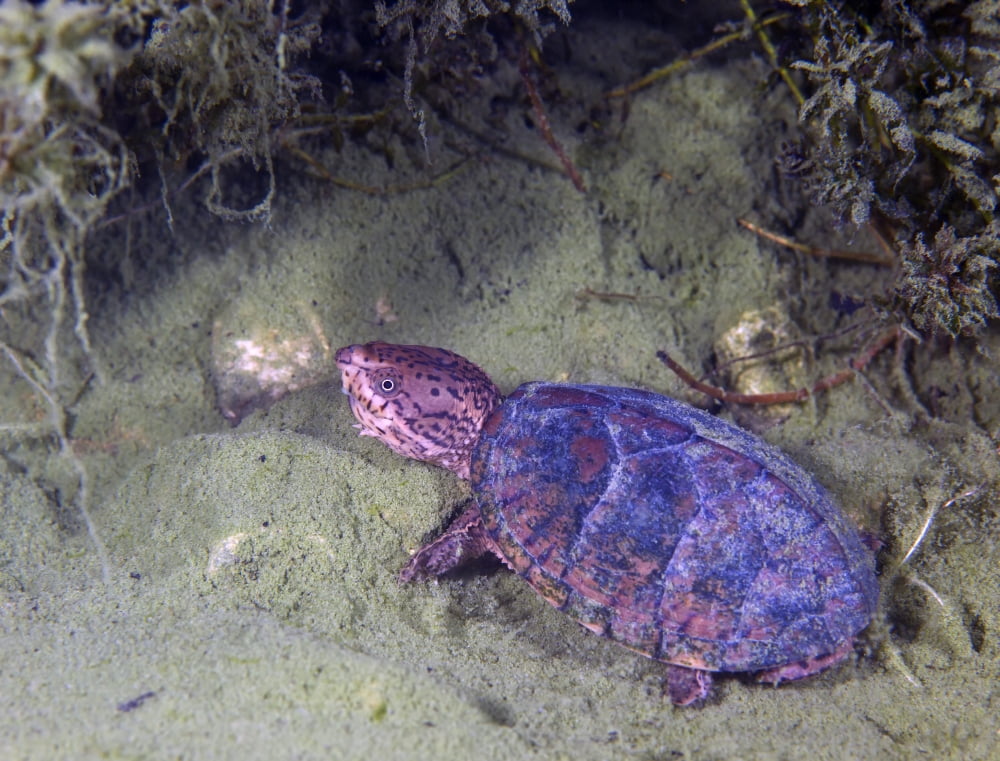 Loggerhead Musk Turtle Canvas Art - Michael WoodStocktrek Images (32 x 25)