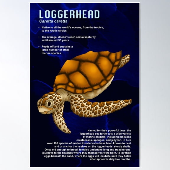 Loggerhead Sea Turtle Educational Poster Poster Wall Art, Modern Wall Decor For Living Room Bedroom, 8x12 UNFRAMED