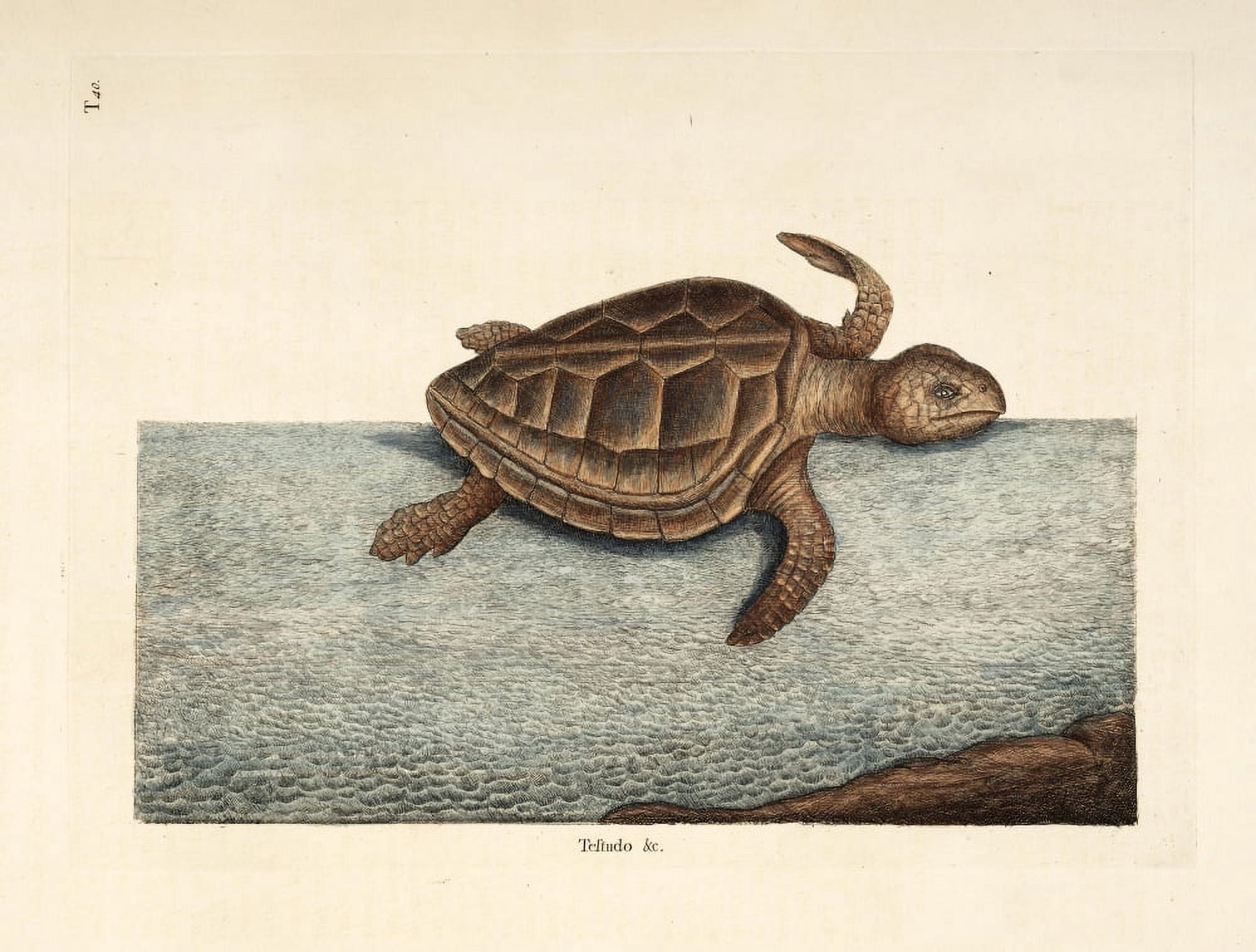 Loggerhead Turtle Canvas Art - Mark Catesby (18 x 24)