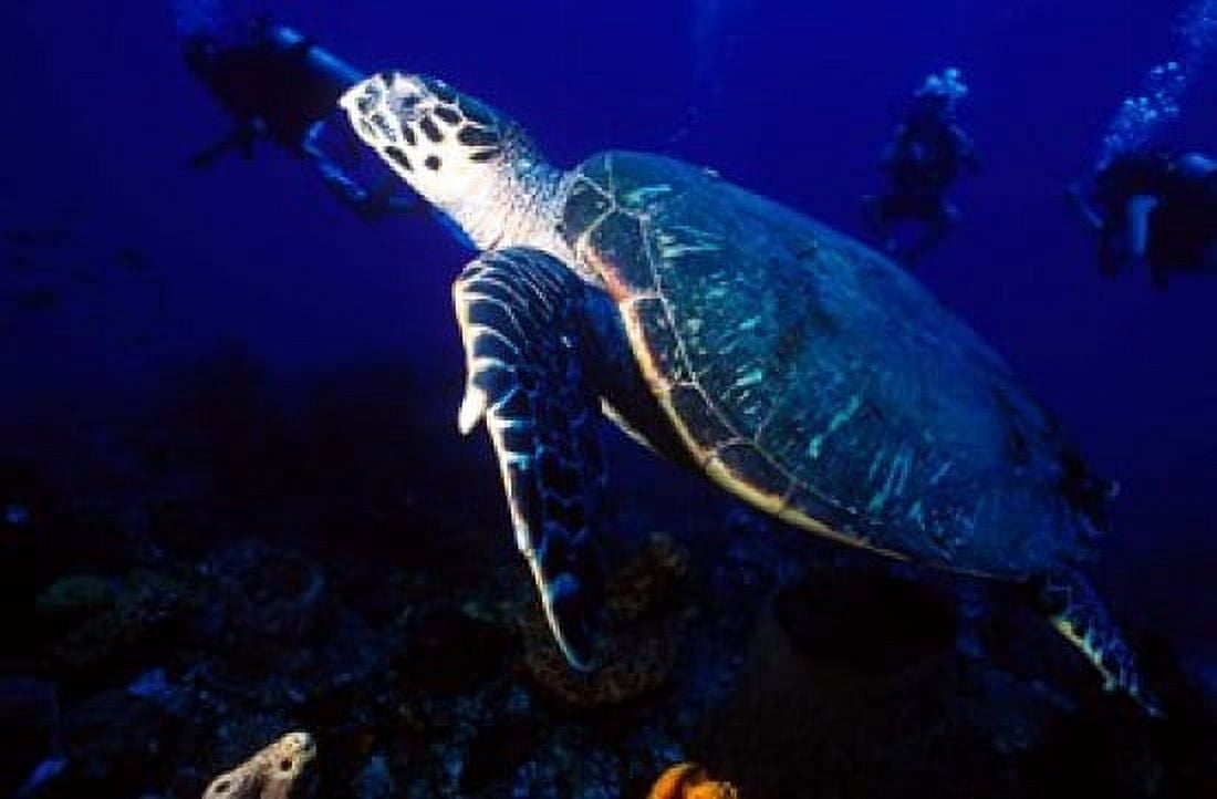 Loggerhead Turtle Dominica Caribbean Canvas Art - Greg Johnston DanitaDelimont (27 x 18)