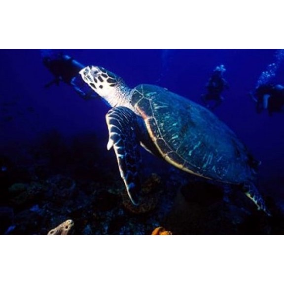 Loggerhead Turtle, Dominica, Caribbean Poster Print by Greg Johnston (36 x 24)
