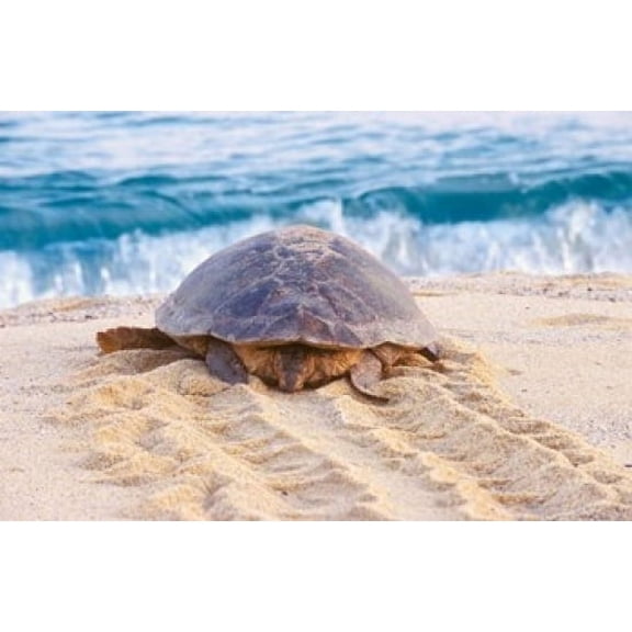 Loggerhead Turtle Nagata Kagoshima Yakushima Japan Canvas Art - Rob Tilley DanitaDelimont (36 x 24)