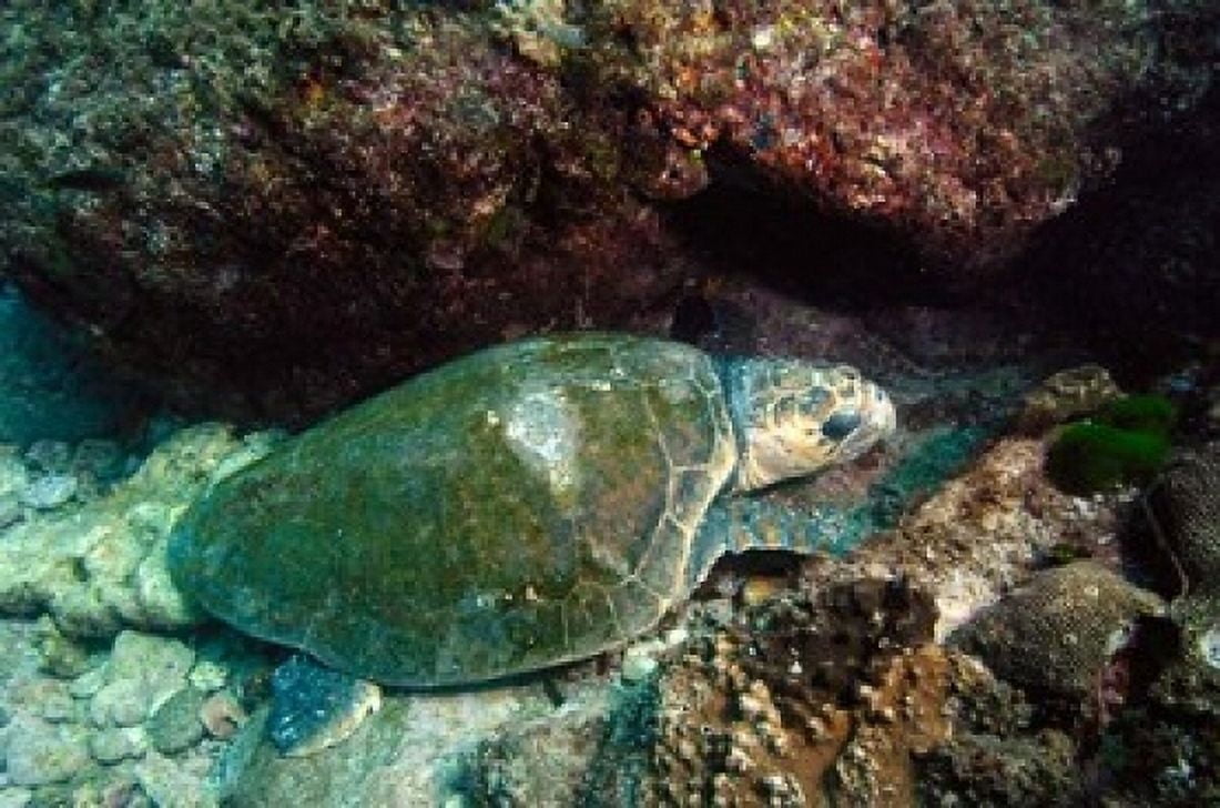 Loggerhead Turtle Stradbroke Queensland Australia Canvas Art - Pete Oxford DanitaDelimont (36 x 24)