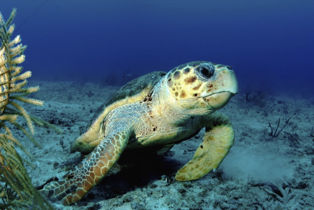 Loggerhead sea turtle Nassau The Bahamas Canvas Art - Amanda NichollsStocktrek Images (34 x 23)