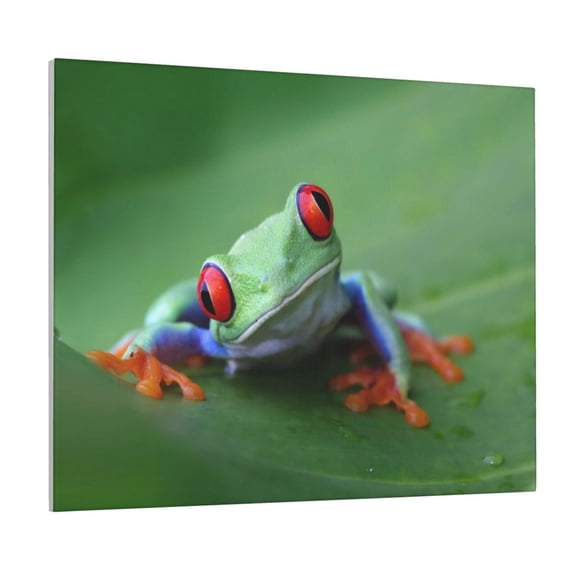 Logiee Red-Eyed Tree Frog-1 Print Canvas Wall Art ,Art Poster,Canvas Decorative Picture,Decor Wall Pictures for Living Room Bedroom Bathroom,Ready to Hang