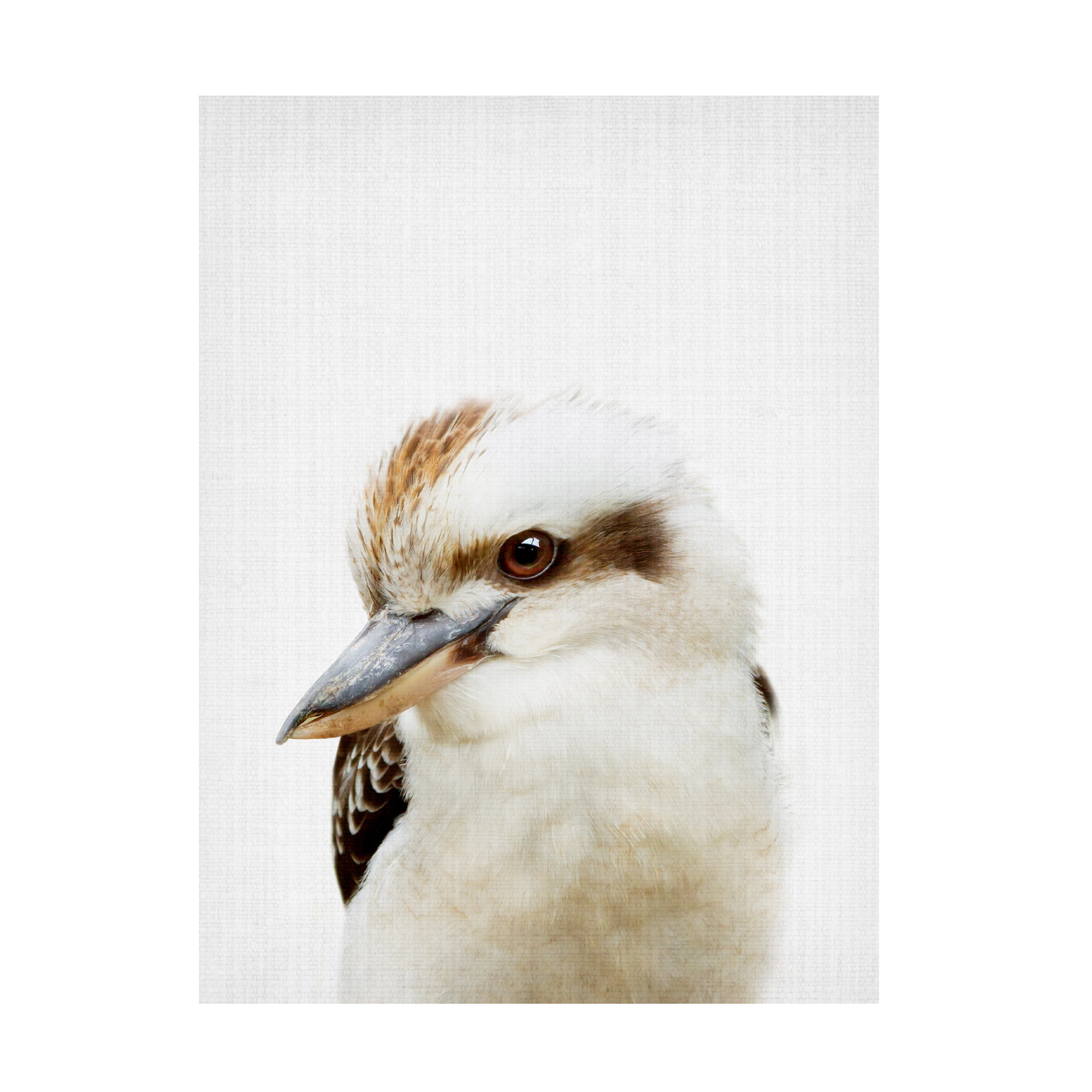 Lola Peacock 'Peekaboo Kookaburra' Canvas Art