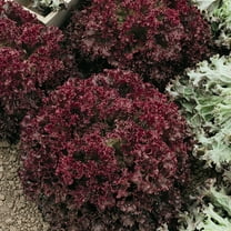 Lolita Leaf Lettuce Seeds - 1 g Packet ~850 Seeds - Non-GMO - Vegetable Garden - Lactuca sativa