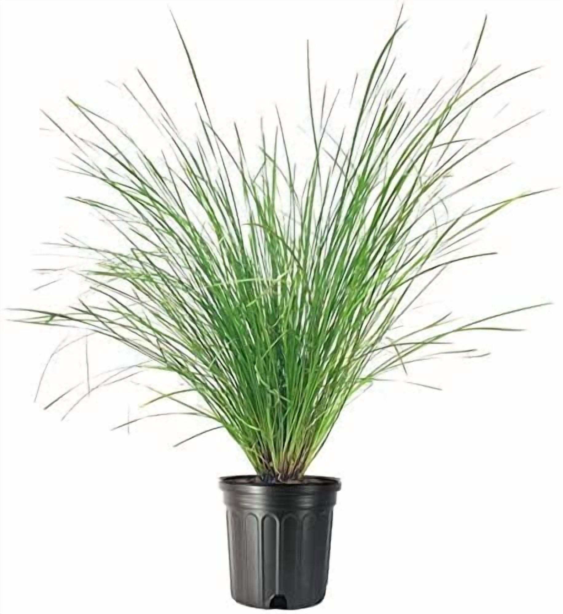 Dwarf Rushes Lomandra longifolia Breeze | 1 Large Gallon Size Plant | Dwarf Mat Rush ...