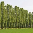 thumbnail image 1 of Lombardy Poplar Trees for Planting - Great for Privacy, Wind Block, Fast Growing Trees (25 Cuttings), 1 of 3