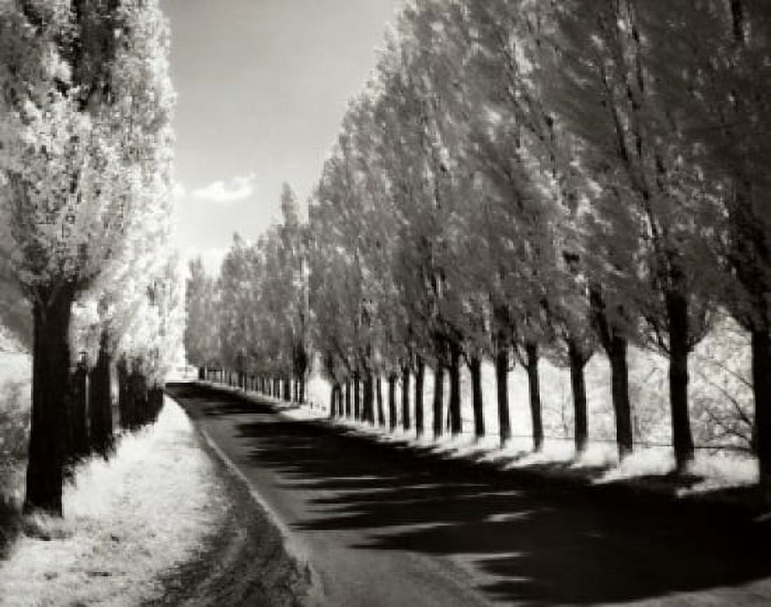 Lombardy Poplars New York USA Canvas Art - (18 x 24)