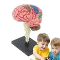 Lona Brain Anatomy Model Teaching Med Model Anatomical Model with