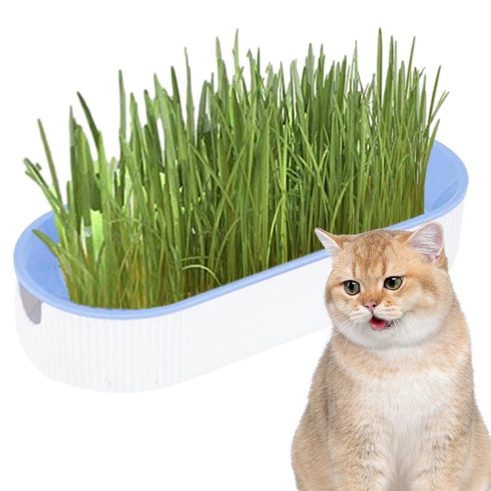 Lona Cat Grass Planting Box Set Chewing Set Cat Grass Kitten Grass