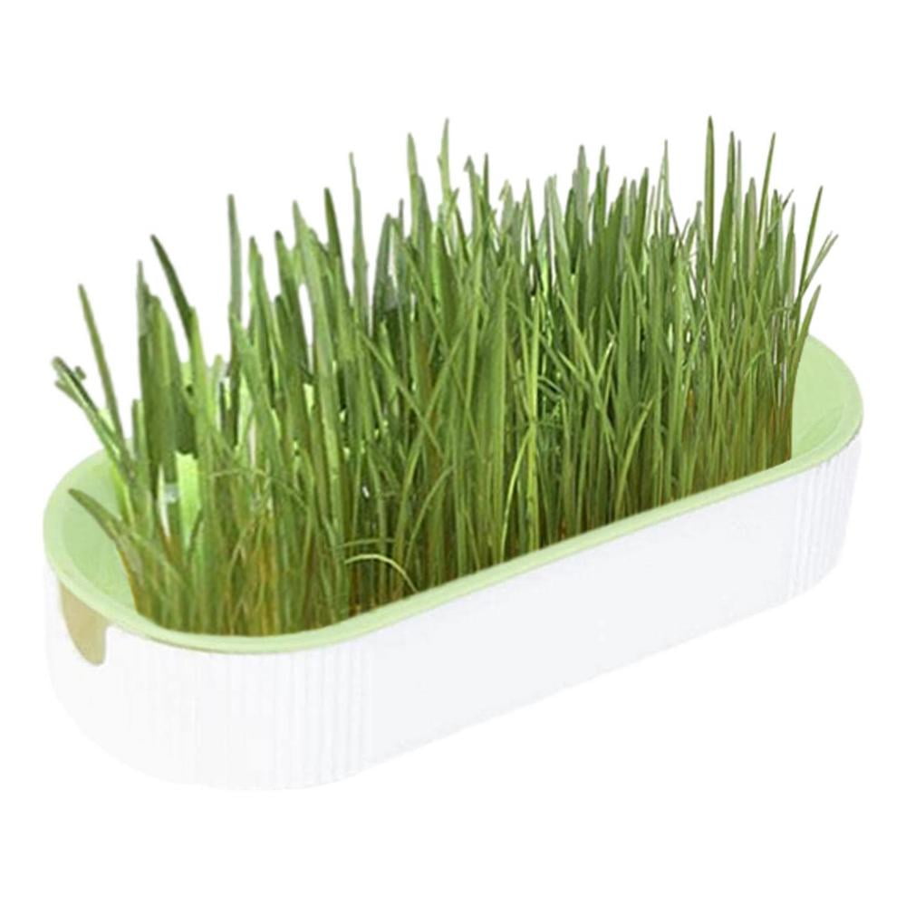 Lona Cat Grass Planting Box Set Hydroponic Chewing Plant Growing Set