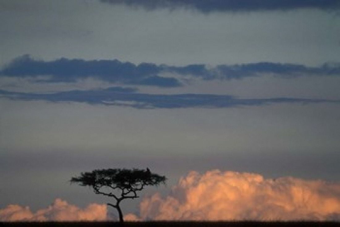 Lone Acacia Tree Masai Mara Game Reserve Kenya Canvas Art - Paul Souders DanitaDelimont (18 x 12)