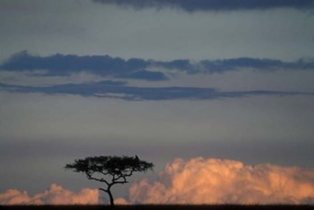 Lone Acacia Tree Masai Mara Game Reserve Kenya Canvas Art - Paul Souders DanitaDelimont (36 x 24)