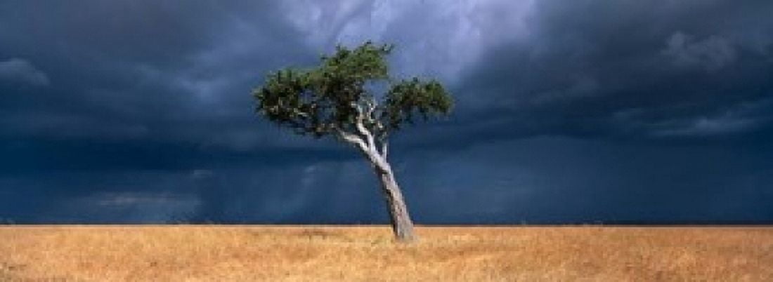 Lone Acacia on Savanna Masai Mara Game Reserve Kenya Canvas Art - Paul Souders DanitaDelimont (36 x 13)