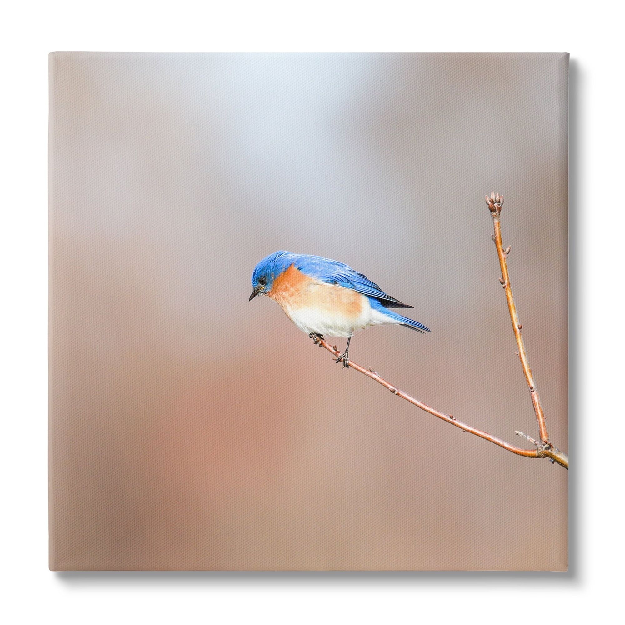 Lone Blue Jay Bird Tree Simple Design Animals & Insects Photograph Gallery-Wrapped Canvas Print Wall Art