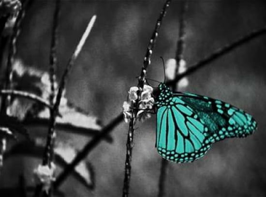 Lone Colored Butterfly Border II Canvas Art - Gail Peck (18 x 24)