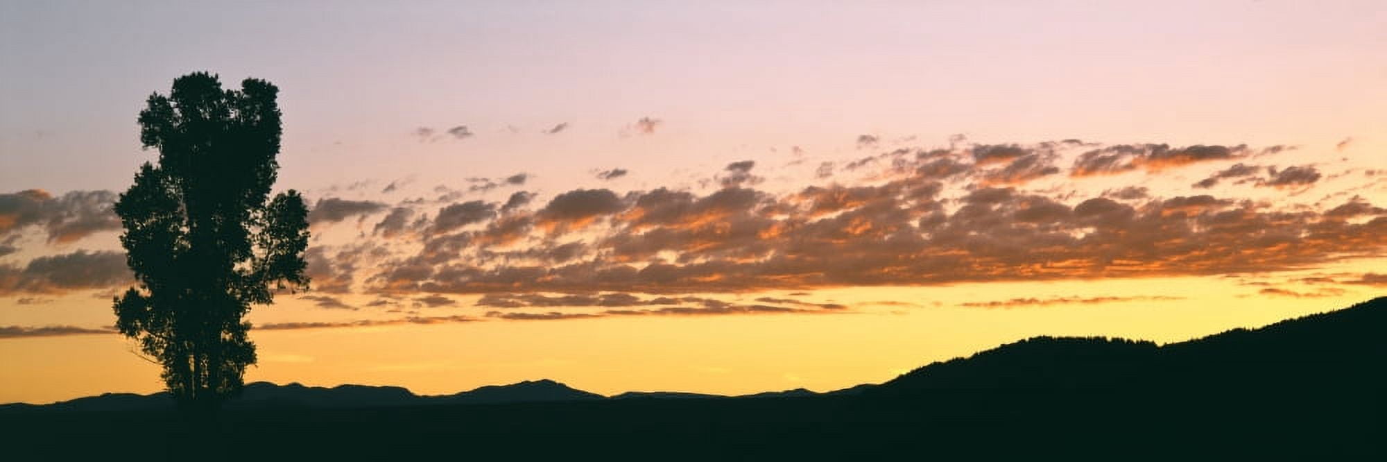Lone Cottonwood tree at sunrise Antelope Flats Grand Teton National Park Wyoming USA Canvas Art - Panoramic Images (27 x 9)