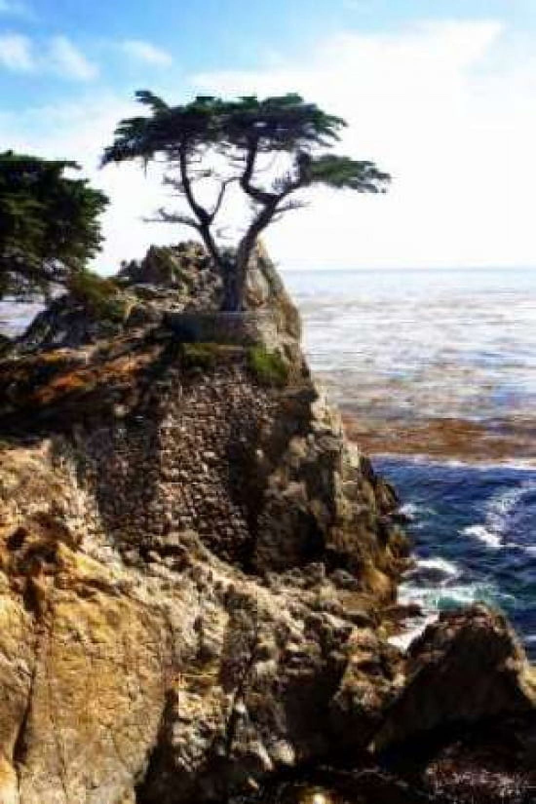 Lone Cypress I Canvas Art - Alan Hausenflock (12 x 18)