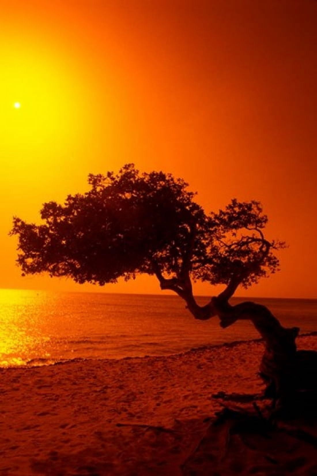 Lone Divi Divi Tree at Sunset Aruba Canvas Art - Bill Bachmann DanitaDelimont (19 x 28)