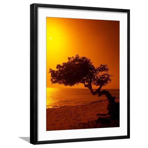 Art.com Lone Divi Divi Tree at Sunset, Aruba Photographic Print by Bill Bachmann, Black Frame Wall Art, 23" x 29"