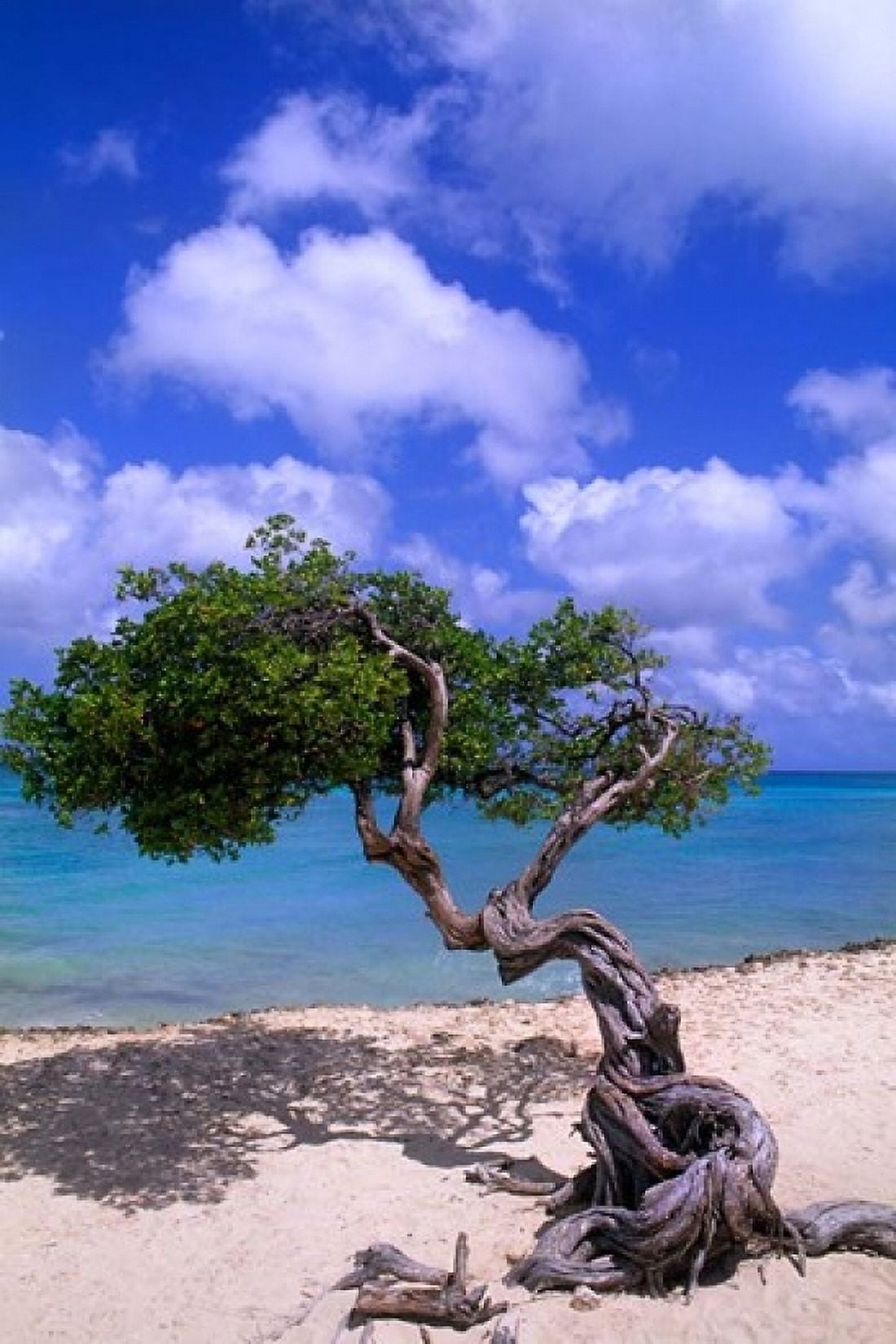Lone Divi Tree Aruba Caribbean Canvas Art - Bill Bachmann DanitaDelimont (24 x 36)