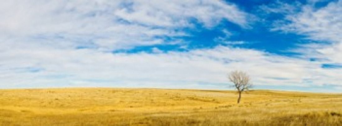 Lone Hackberry tree in autumn plains South Dakota USA Canvas Art - Panoramic Images (15 x 6)