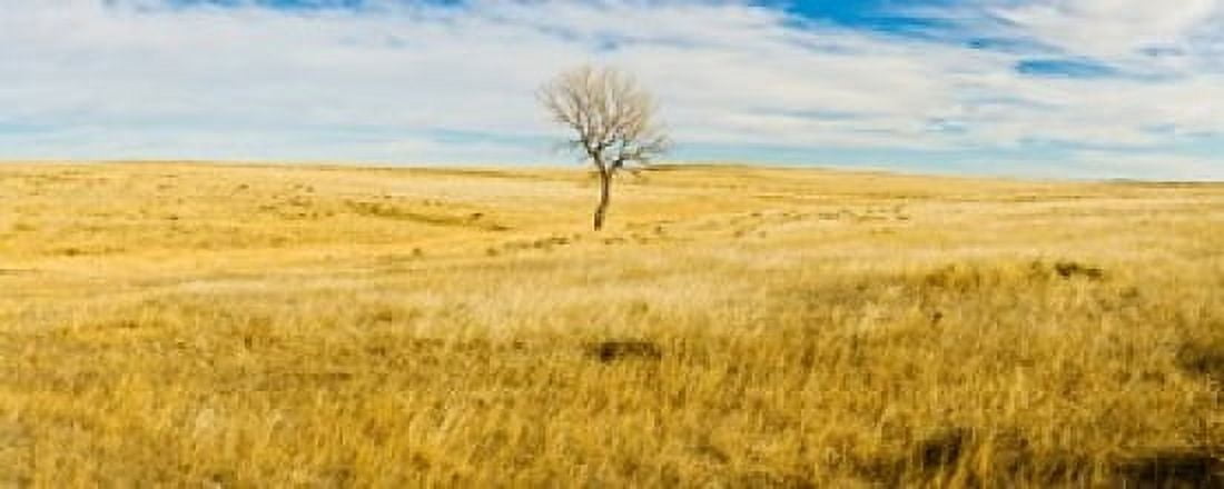 Lone Hackberry tree in autumn plains South Dakota USA Canvas Art - Panoramic Images (30 x 12)