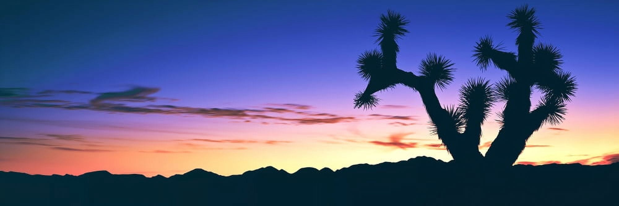Lone Joshua tree (Yucca brevifolia) at sunrise Rainbow Basin Natural Area near Barstow California USA Canvas Art - Panoramic Images (27 x 9)