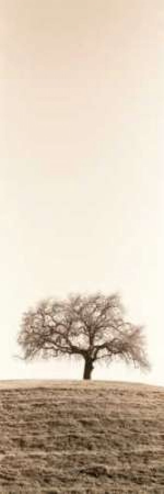 Lone Oak Tree Canvas Art - Alan Blaustein (12 x 36)