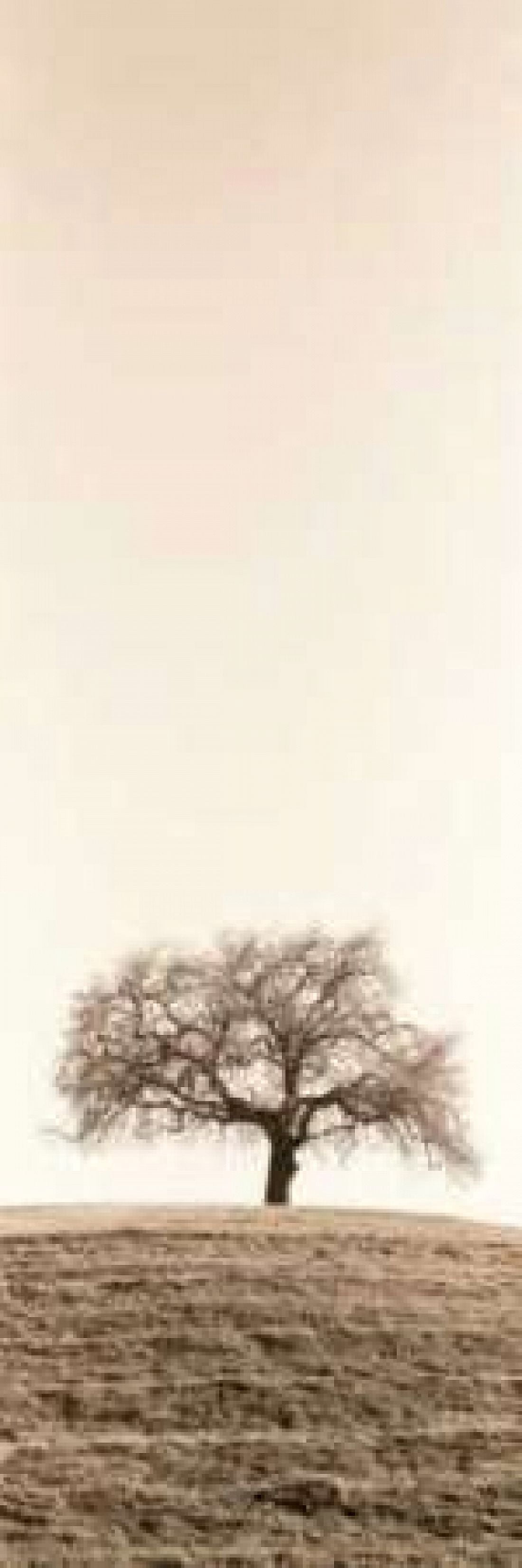 Lone Oak Tree Canvas Art - Alan Blaustein (8 x 24)