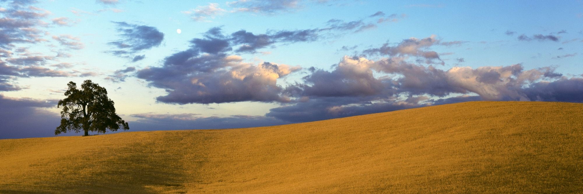 Lone Oak tree on a hill Templeton San Luis Obispo County California USA Canvas Art - Panoramic Images (27 x 9)