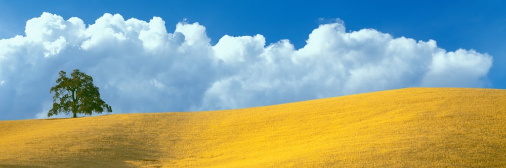Lone Oak tree over grass at hillside Paso Robles San Luis Obispo County California USA Canvas Art - Panoramic Images (12 x 36)