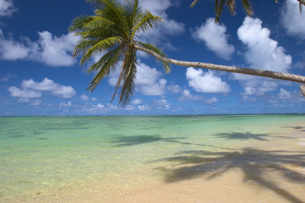 Lone Palm Tree Leaning Over Beach With Shadow Dramatic Sky Turquoise Ocean Canvas Art - Tomas del Amo Design Pics (17 x 11)