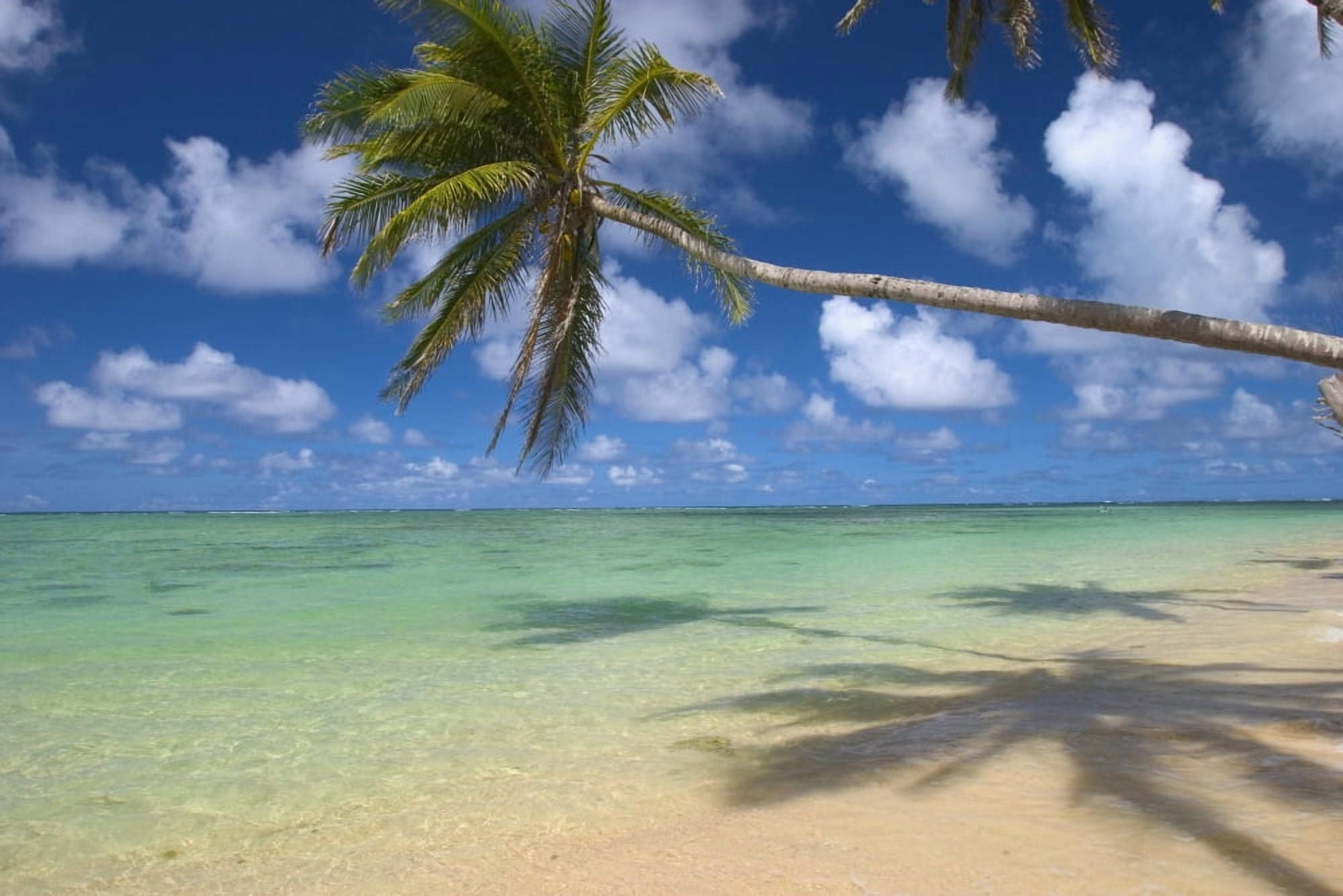 Lone Palm Tree Leaning Over Beach With Shadow Dramatic Sky Turquoise Ocean Canvas Art - Tomas del Amo Design Pics (34 x 22)
