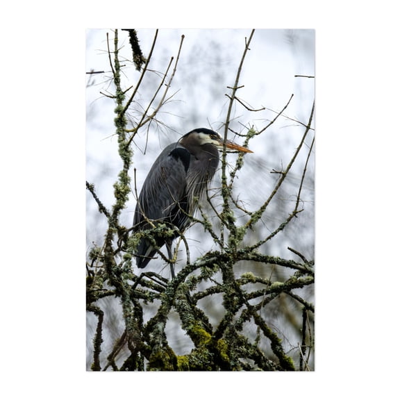 Lone Perch - Photography Wildlife Bird Nature Woodland Scenic Animal Wilderness Unframed Wall Art Print 5 x 7 inches