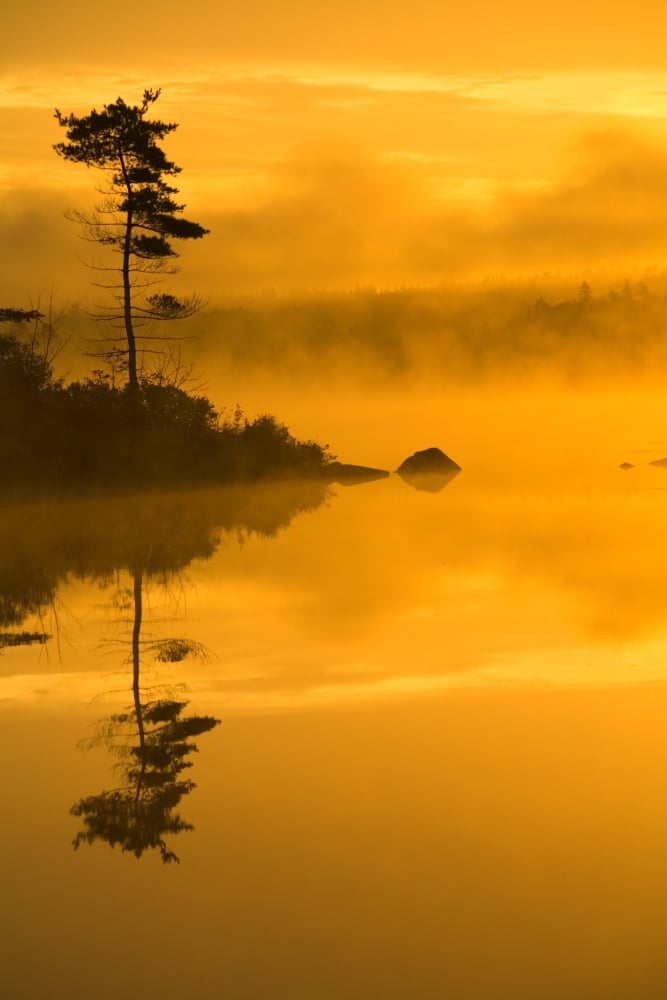 Lone Pine And Misty Lake At Dawn Rocky Lake Lakeview Nova Scotia Canvas Art - Irwin Barrett Design Pics (12 x 18)