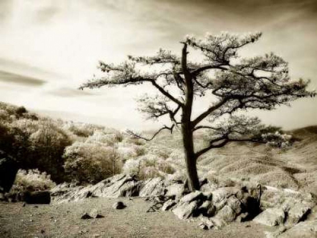 Lone Pine I Canvas Art - Alan Hausenflock (20 x 28)