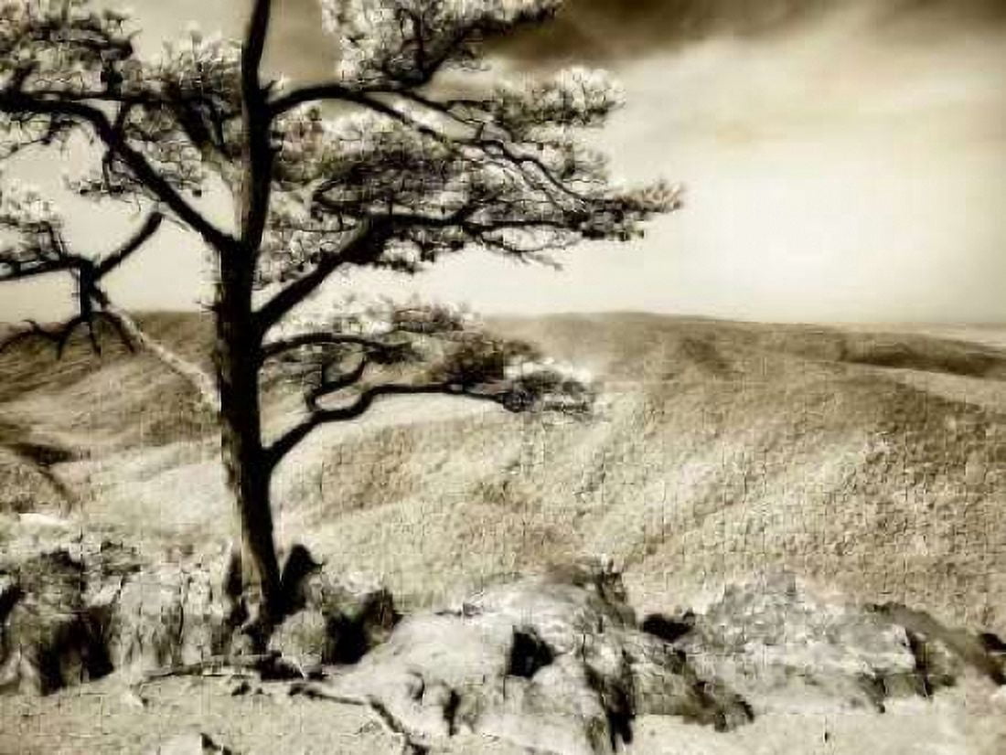 Lone Pine II Canvas Art - Alan Hausenflock (20 x 28)